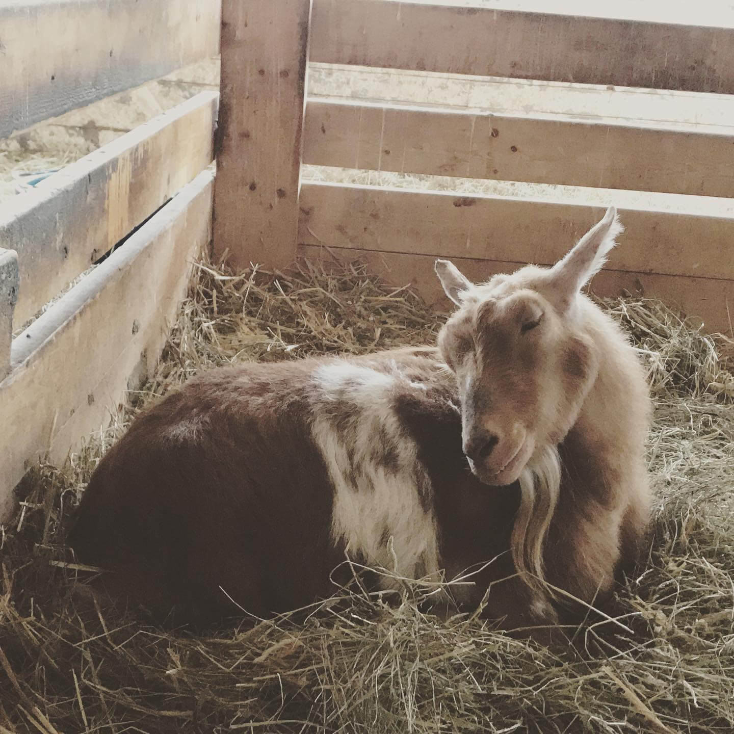 Maple farm sanctuary vegan potluck thanksgiving