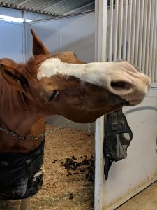 brown horse with white snout wearing black jacket scratching neck against door stall at saffyre sanctuary