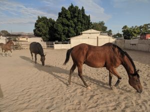 several horses in sandy paddock at saffyre sanctuary with buildings trees and mountains in the background