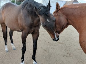 two brown horses showing affection in sandy paddock at saffyre sanctuary