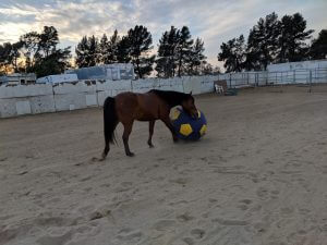brown horse playing with blue and yellow ball at saffyre sanctuarybrown horse playing with blue and yellow ball at saffyre sanctuary