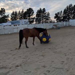 brown horse playing with blue and yellow ball at saffyre sanctuarybrown horse playing with blue and yellow ball at saffyre sanctuary