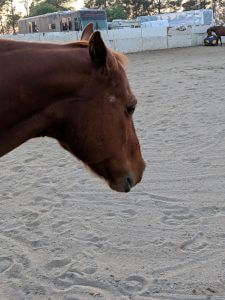 close up of a brown horse's head in a sandy paddock at saffyre sanctuary with another horse in the background playing with blue and yellow ball.