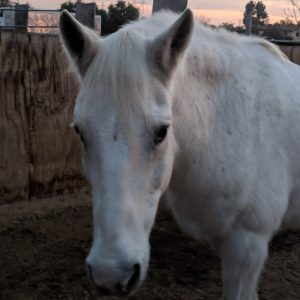 white horse in sandy paddock at saffyre sanctuary at sunset