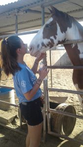 brown and white horse standing against the fence of sandy paddock with woman wearing black short and blue shirt at saffyre sanctuary