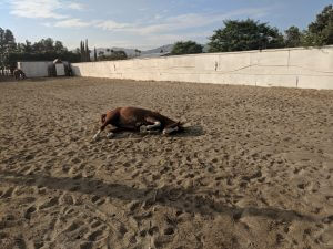 brown horse with white hooves and snout rolling on the ground of sandy paddock at saffyre sanctuary with two horse, trees and mountains in the background