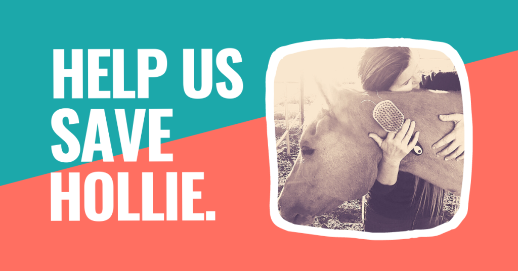 help us save hollie person hugging horse holding paddle brush