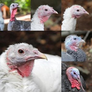 pasados safe haven turkey collage