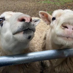 pasados safe haven two curious and friendly sheep
