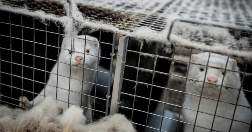 two white and grey minks locked in cage