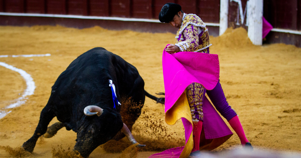 bullfighting with bull and matador holding purple fabric in ring