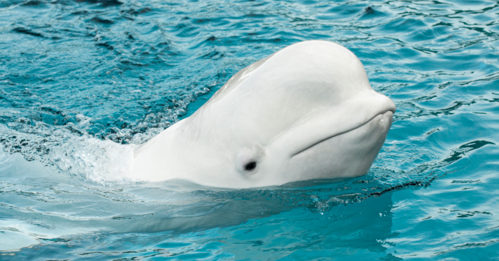 Beluga whale peaking head out of water