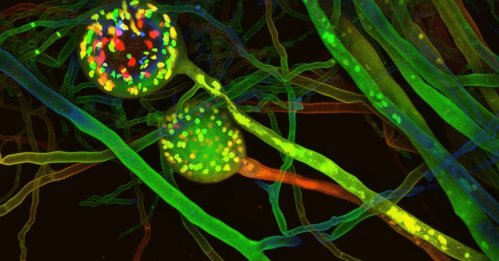 microscopic underground fungi map