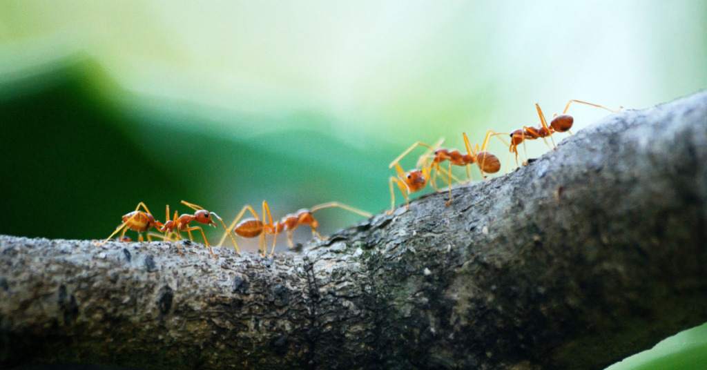 ants marching on tree branch