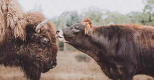 calf licking bisons head
