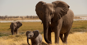 three elephants walking in field
