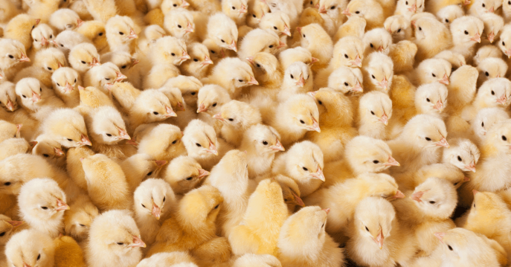 yellow baby chicks