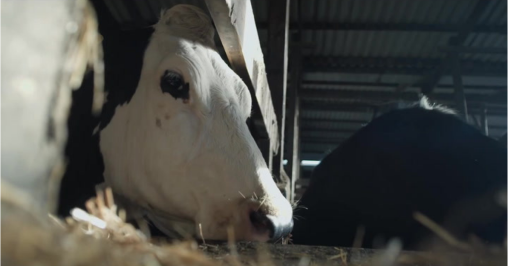 luma from cow documentary