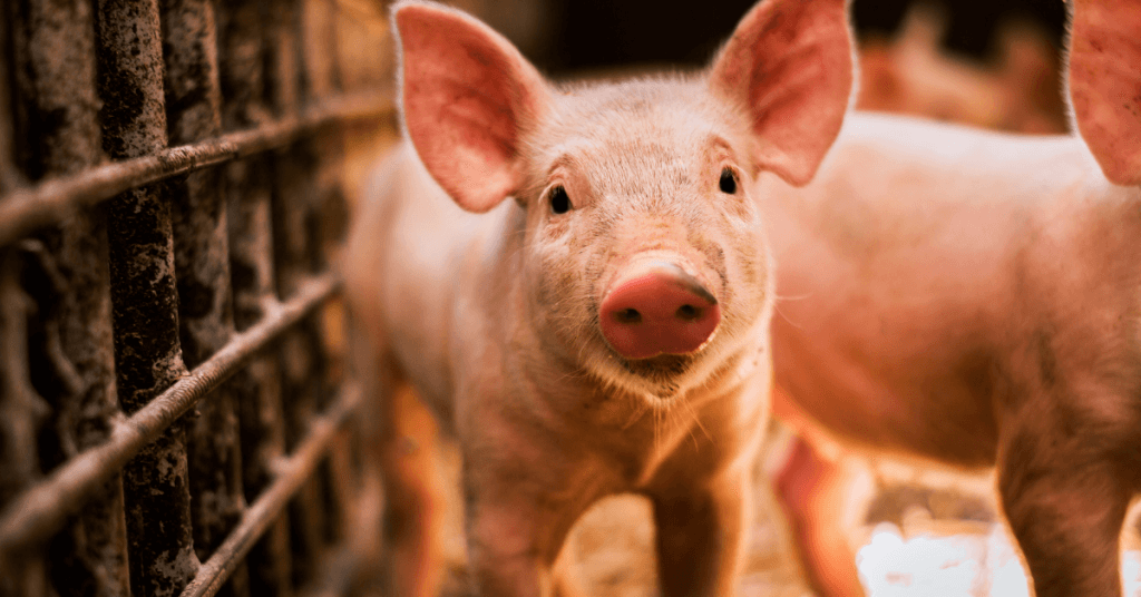 baby pig in cage