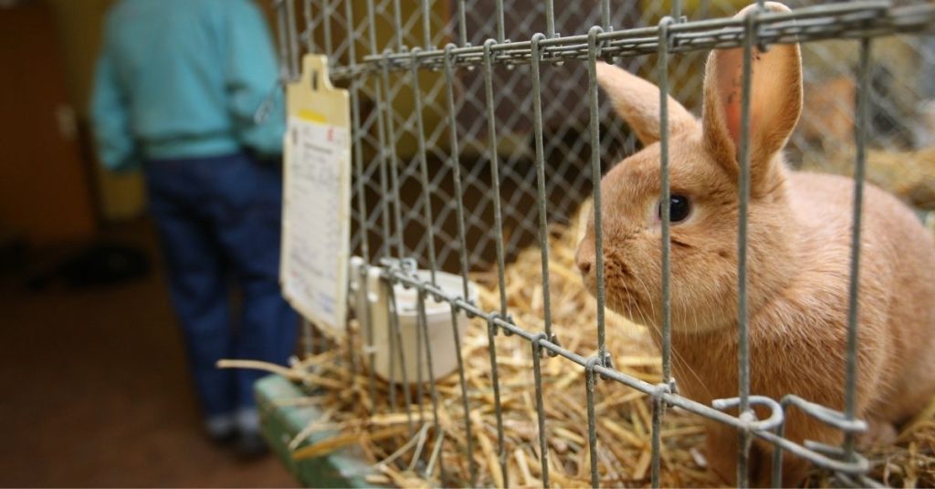 rabbit in cage