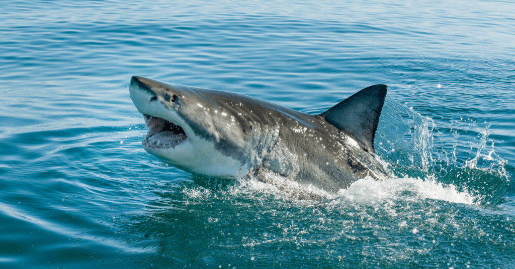 great white shark in open ocean
