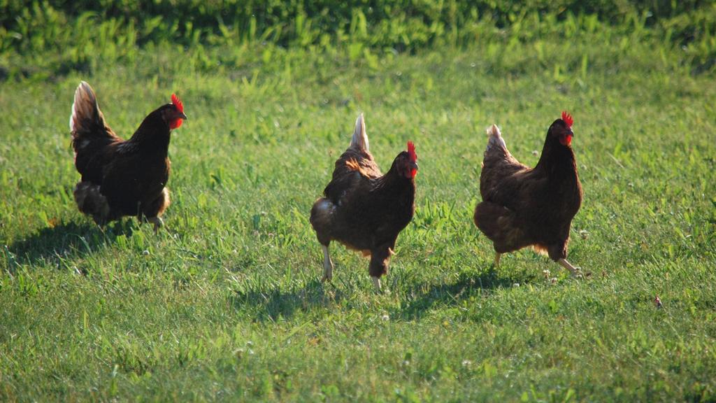 Three chickens walking in green grass