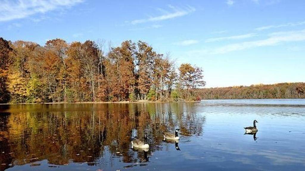 Three ducks swimming on a pond with trees in the Background