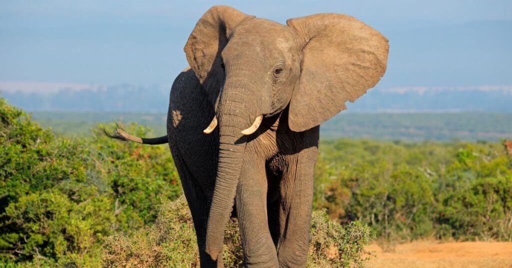 Canada Wildlife Bill protecting Elephants