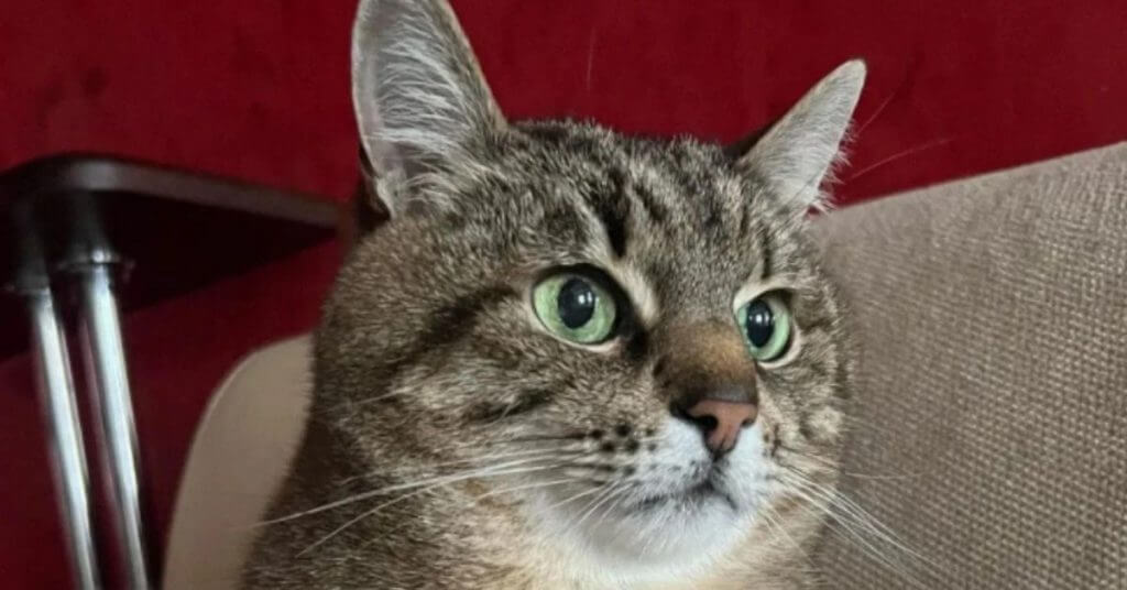 Ukraine's Famous Cat