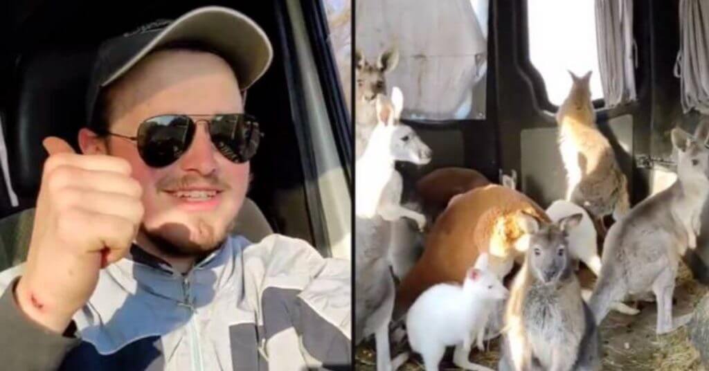 Ukrainian Rescues Kangaroos