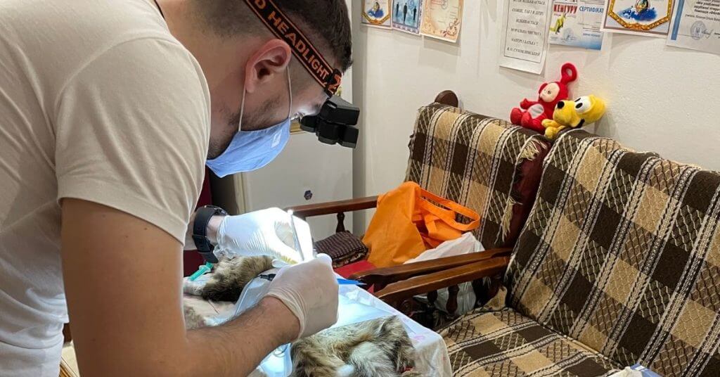 Ukrainian Veterinarian