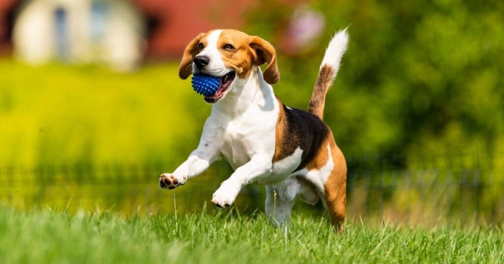 Study Shows Vegan Diet Is Healthier For Dogs Vkind