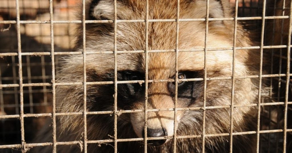 Fur Farming Banned by Republic of Ireland