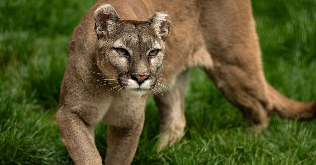 Mountain Lion California