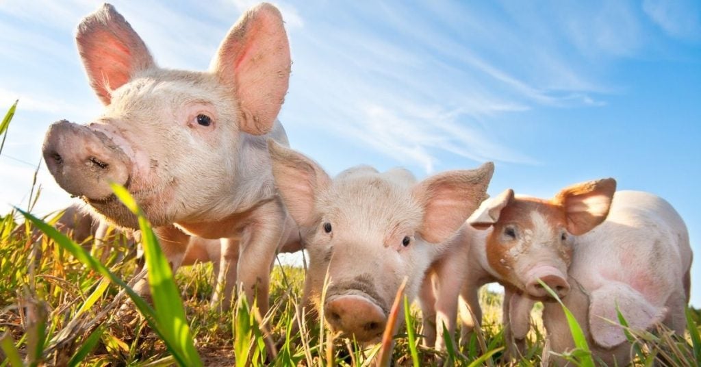 Pigs and Sentient Beings
