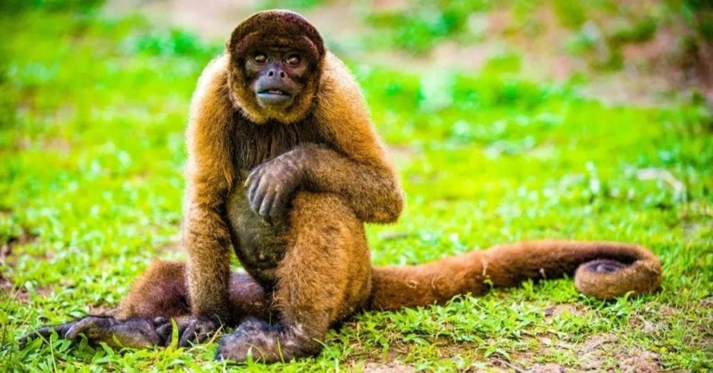 Wolly Monkey in Ecuador