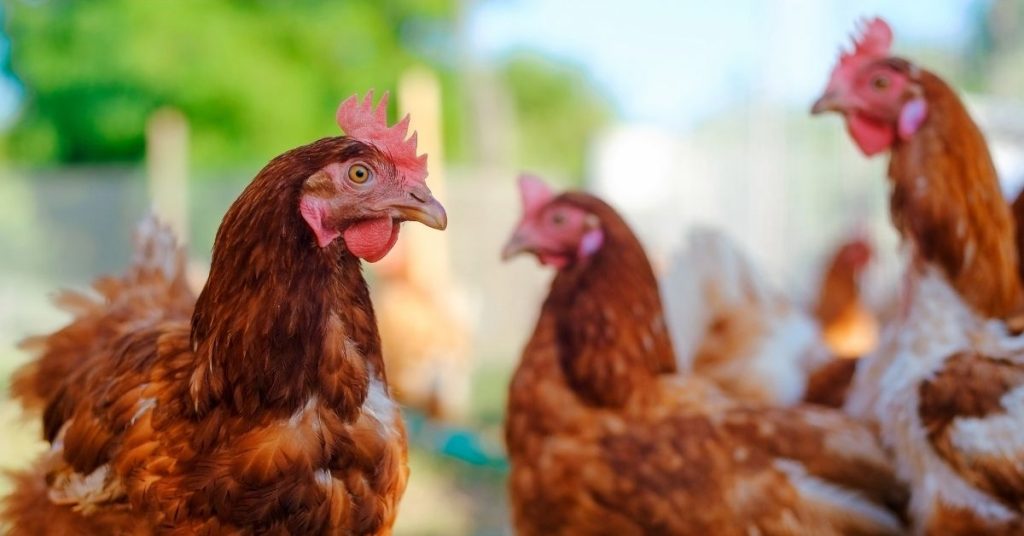 Avian Flu Kills Birds