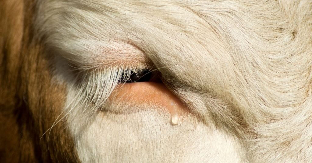 Cow in Slaughterhouse