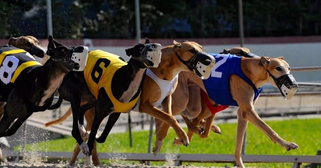 Greyhound Racing