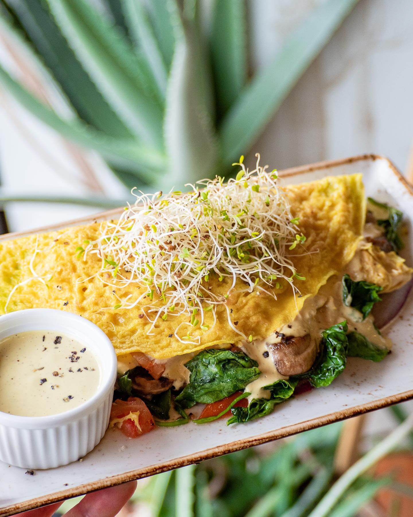 The Moth Cafe - Explore The Plant-Powered World