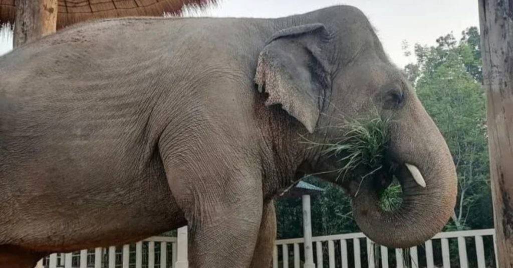 World's Loneliest Elephant In Cambodia