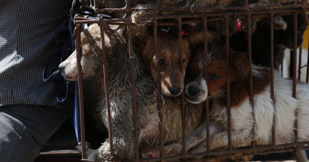 Yulin Dog Meat Festival