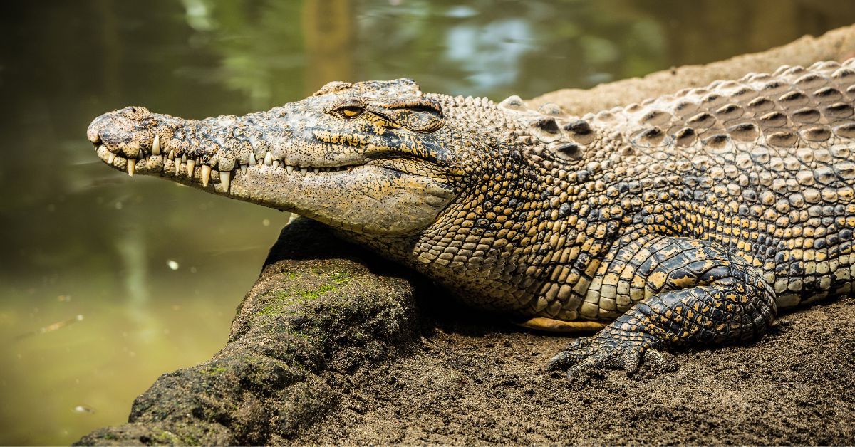 American Express Removes Leather from Crocodiles