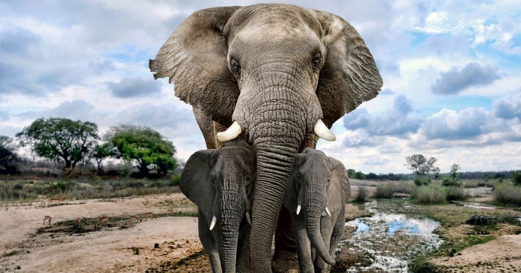 Malaysian Authorities Seize Animal Parts from Elephants