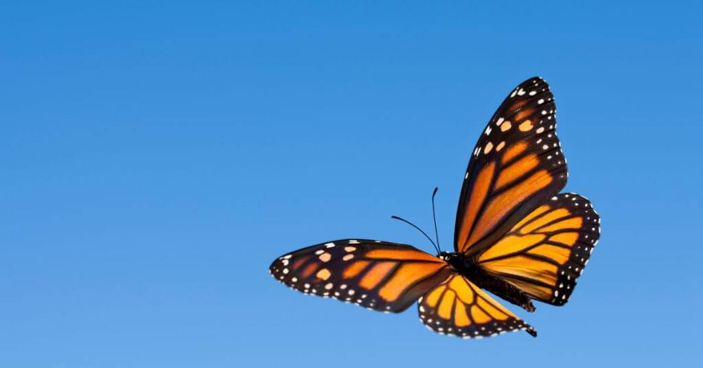 Monarch Butterfly