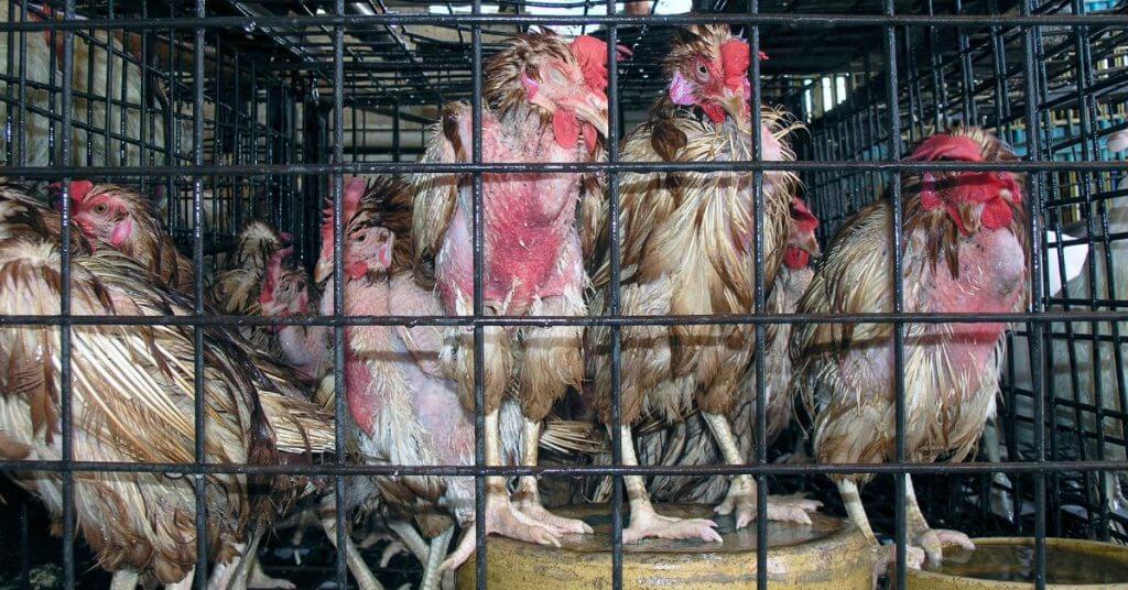 San Francisco Market animal abuse