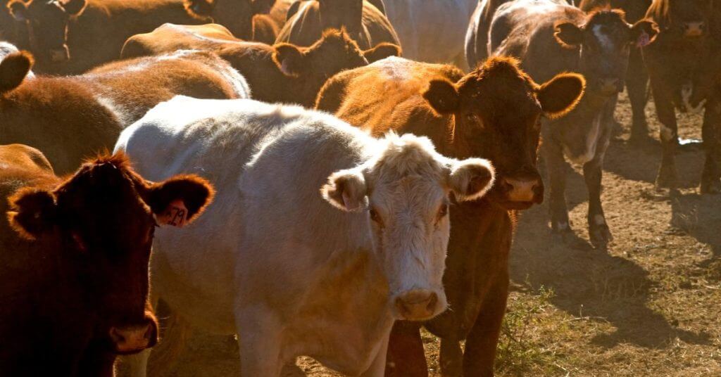 New Zealand Bans Live Animal Exports