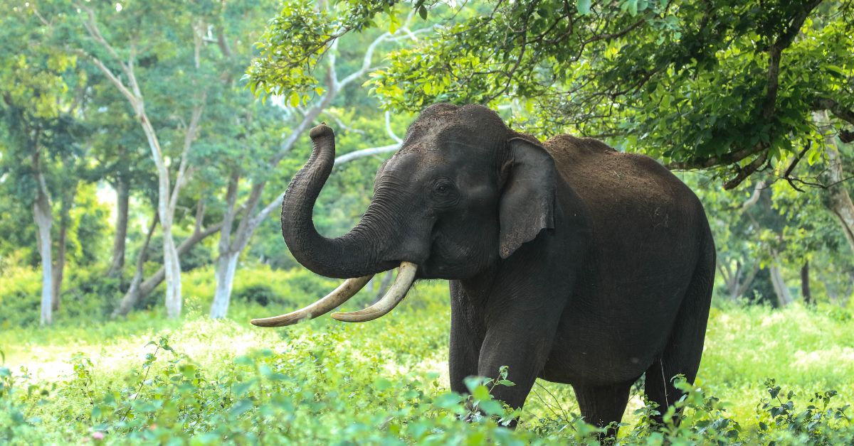 Elephant in Animal Population