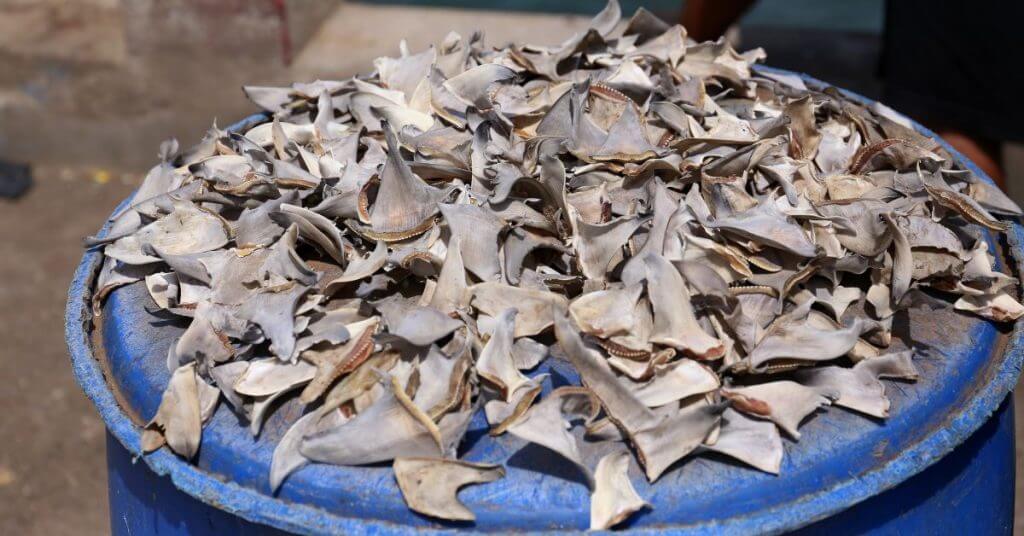 Shark Fin Trade