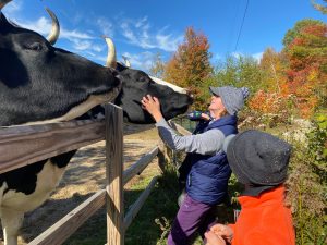 Peace Ridge Sanctuary Cows